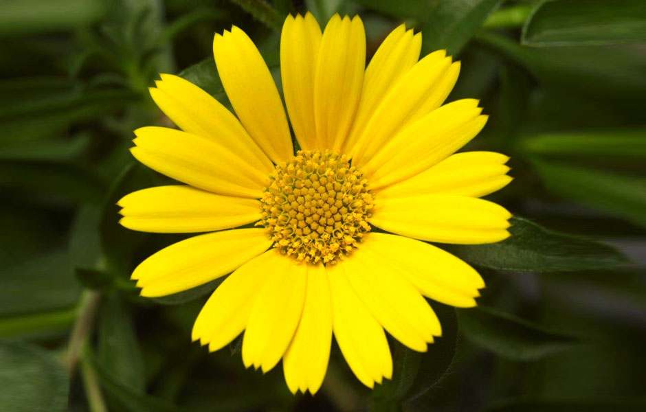 Asteriscus