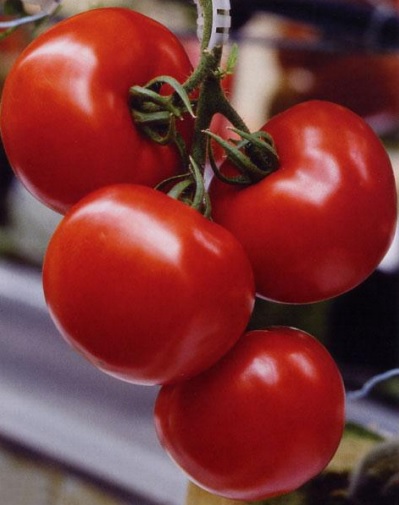 SaintPierre rajče zahradnictví hrdlička 
