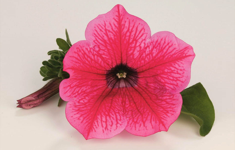 petunia_hybrida.jpg