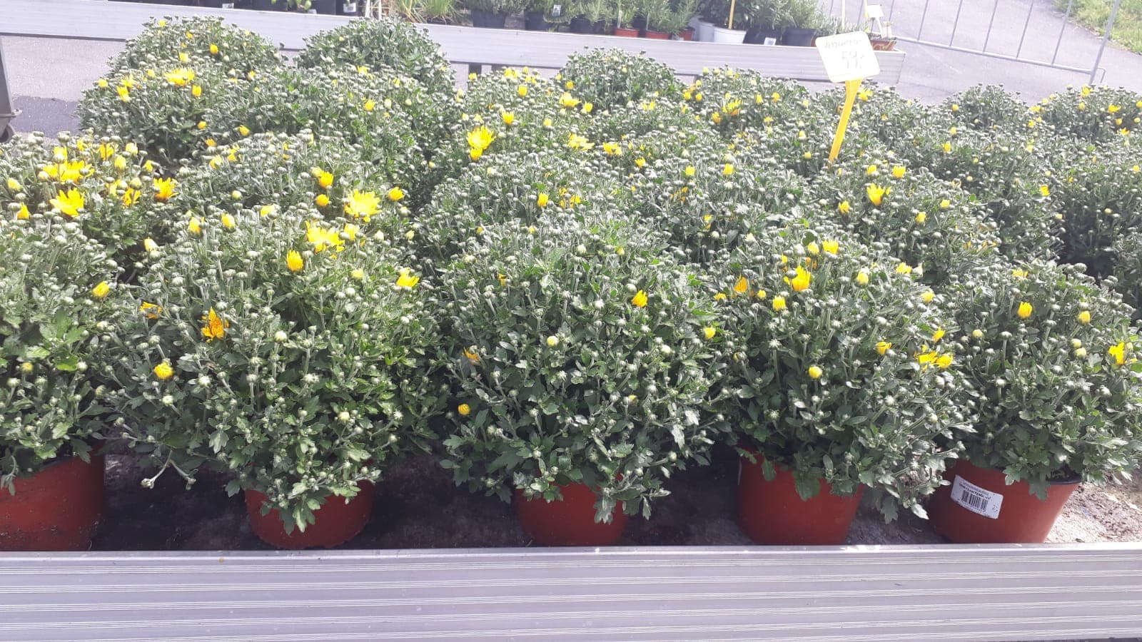 Zahradnictví Hrdlička chryzantéma chryzule podzim žlutá
