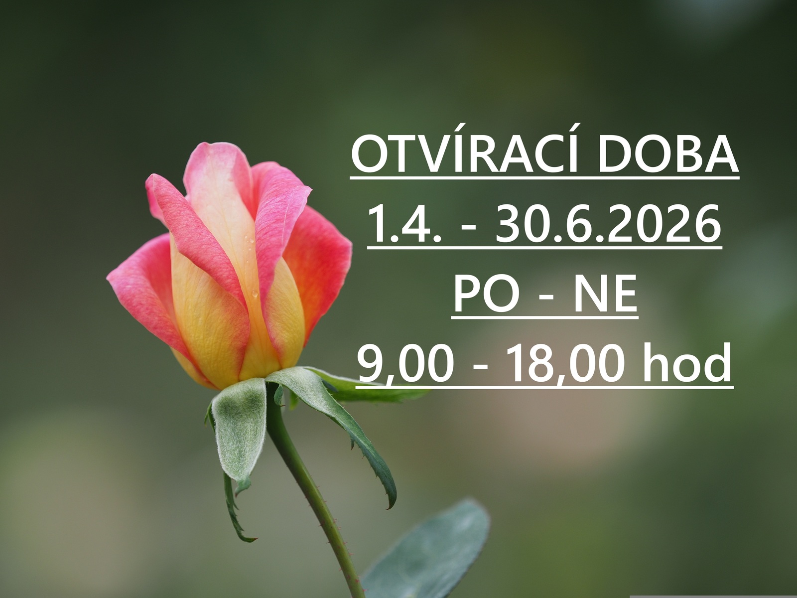 otvírací doba zahradnictví hrdlička třebeň 